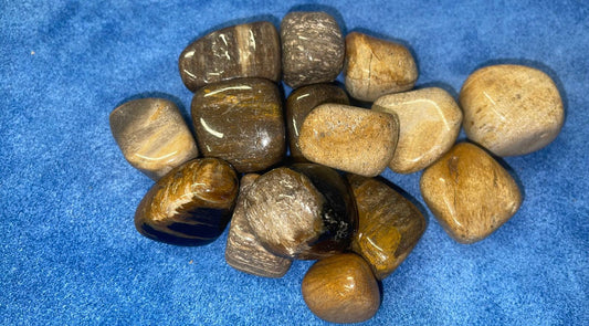 Petrified Wood 2-3CM