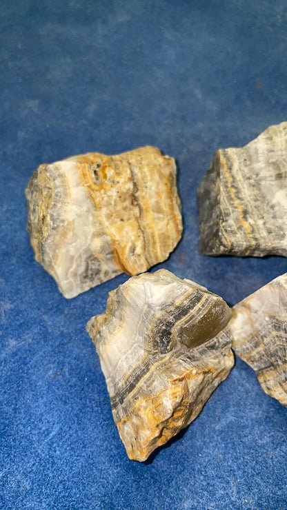 Bumble Bee Jasper
