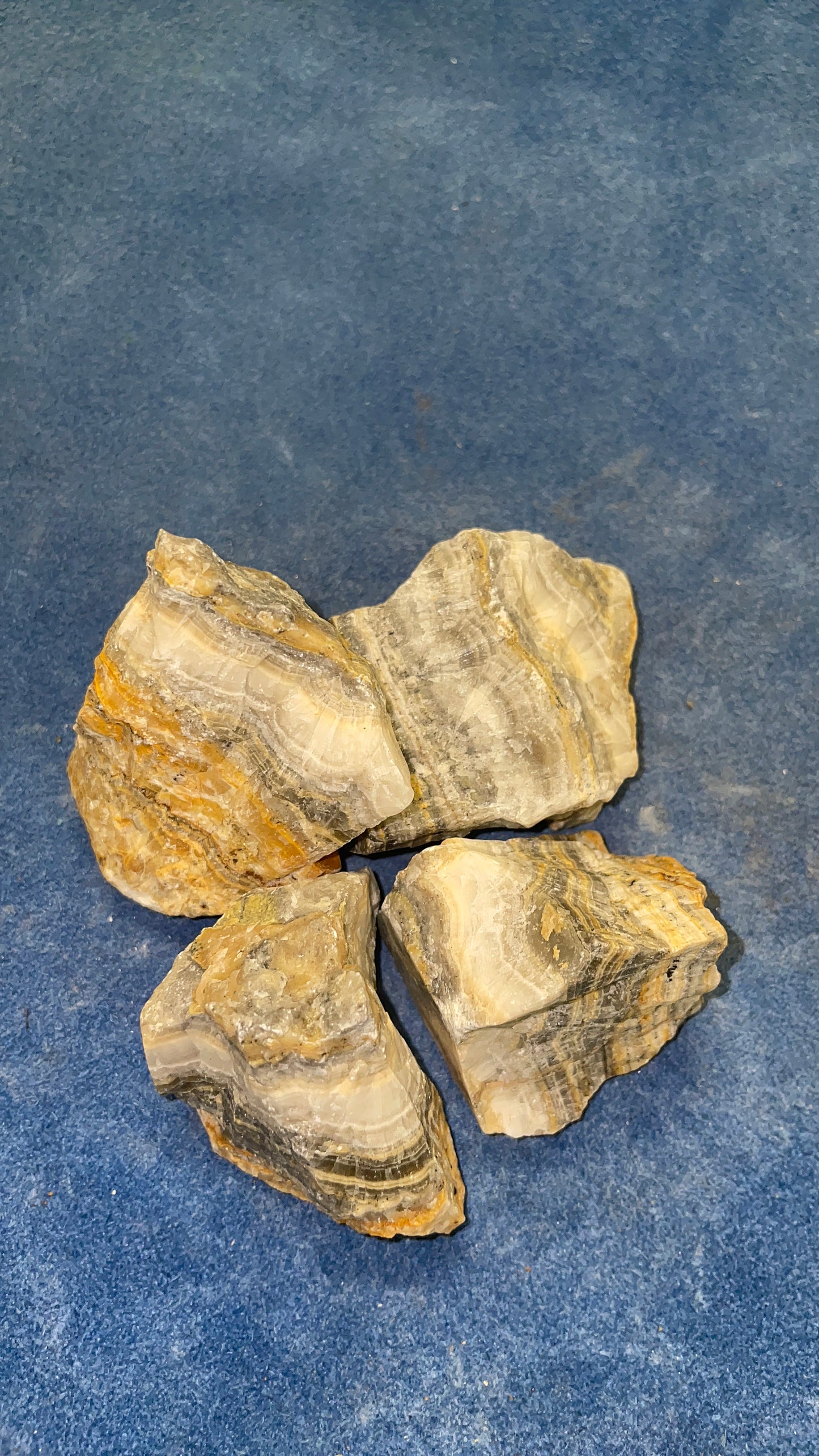 Bumble Bee Jasper