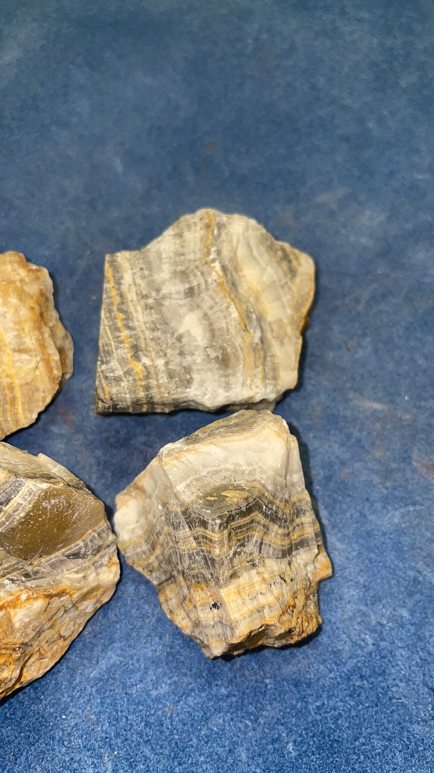 Bumble Bee Jasper