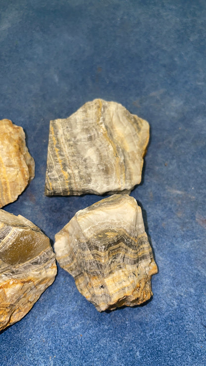 Bumble Bee Jasper